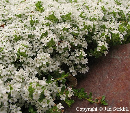 Thymus serpyllum 'Albus'